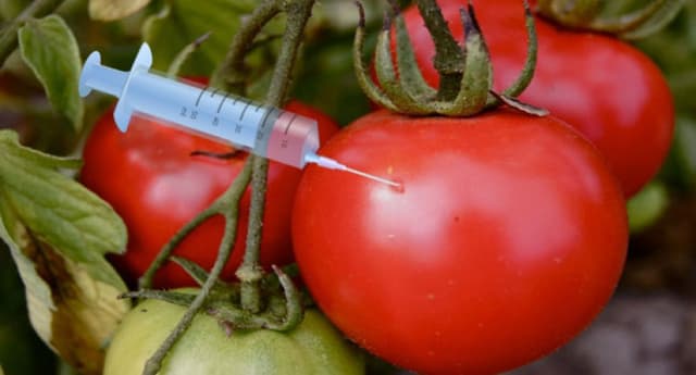 Safety of genetically modified food our priority ? Biosafety Agency