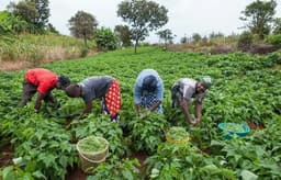Bandits driving us off our farms ? Plateau farmers lament