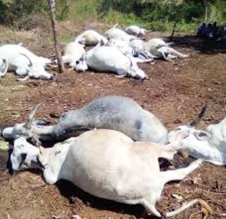 Residents protest Bauchi farmer?s murder, kill 20 cows