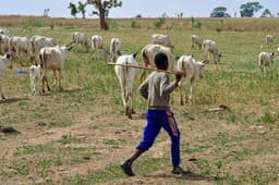 FG to revive grazing reserves, boost livestock ? Minister