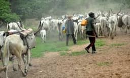 Cattle breeders threaten to halt livestock sales in Oyo over anti-grazing law