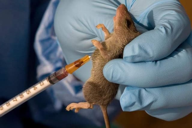 Lassa fever deaths in 2025 hit 176