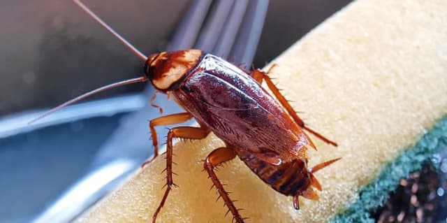 Cockroaches are secretly poisoning indoor air