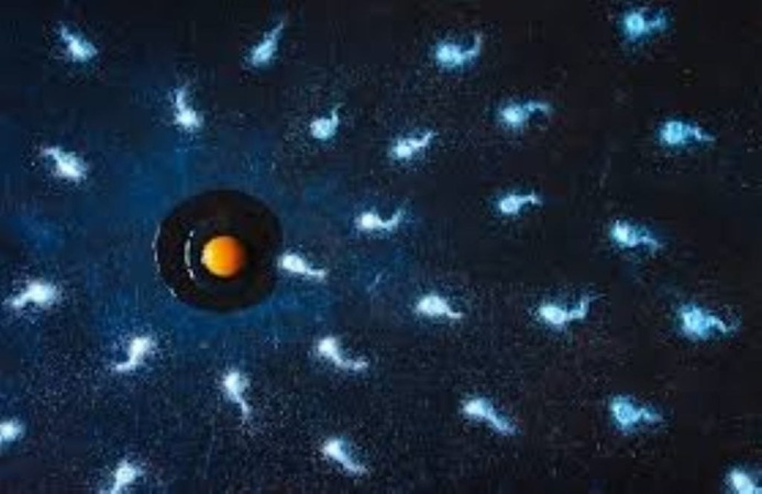 10 sperm-boosting foods every man should know