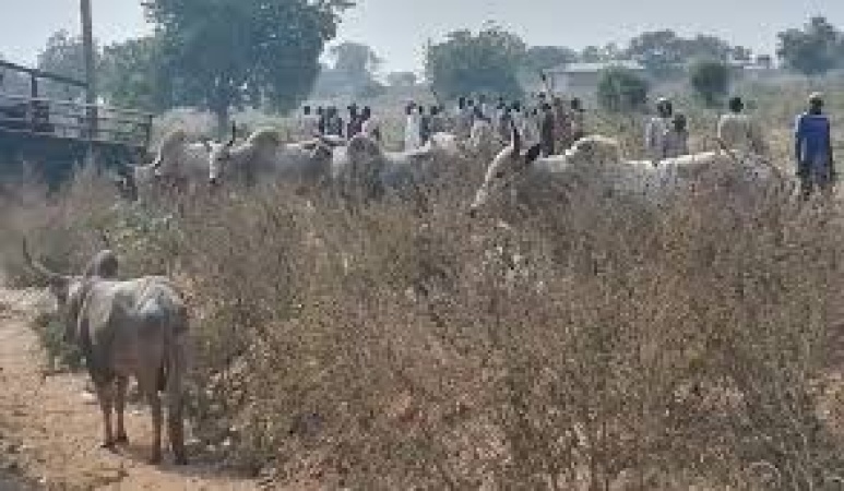 Cattle destroy farm in Abia community, herders whereabouts unknown