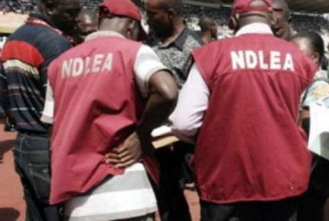 NDLEA destroys two cannabis farms, arrests four suspects in Edo