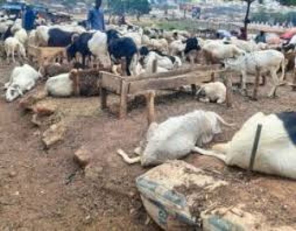 Rising ram prices raise concern ahead of Sallah