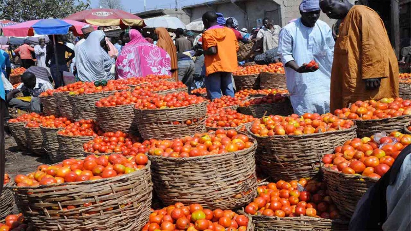Sallah price surge: Tomatoes hit N130,000 per basket in Minna