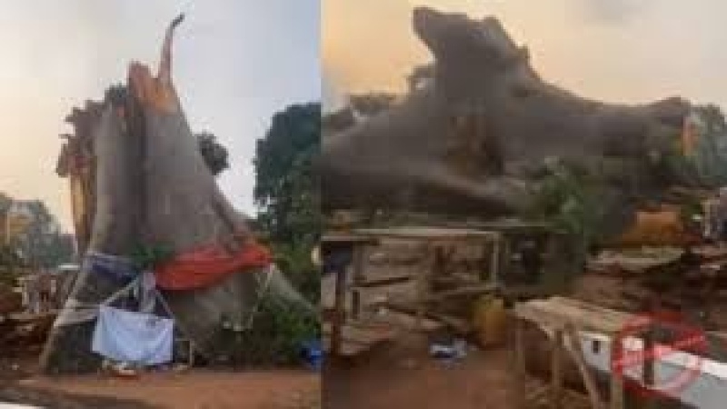 Tragedy averted as ancestral tree falls at Obosi market